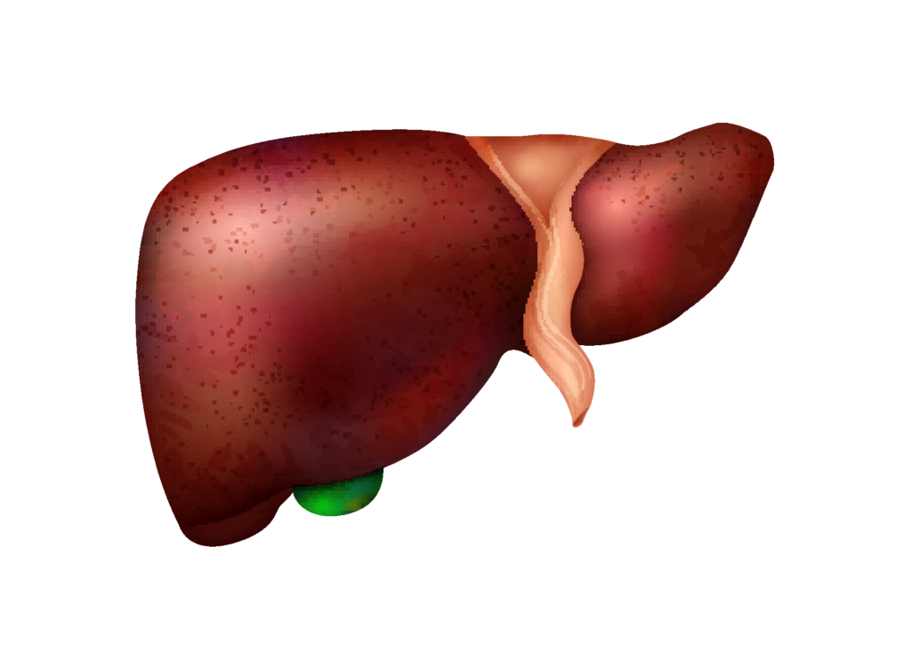 Image of human liver